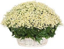 Цветочная композиция из Ромашки в корзине #REPLACE_PRED# Ганусово